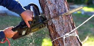 Best Tree Removal  in Ancient Oaks, PA