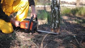 How Our Tree Care Process Works  in  Ancient Oaks, PA
