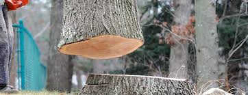 Best Tree Risk Assessment  in Ancient Oaks, PA