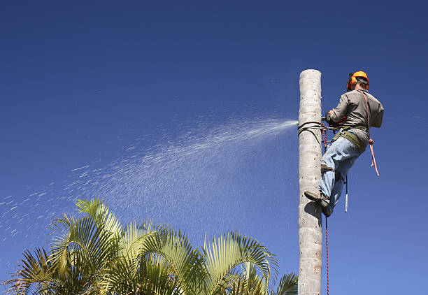 Best Hazardous Tree Removal  in Ancient Oaks, PA