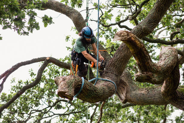Best Grass Overseeding  in Ancient Oaks, PA