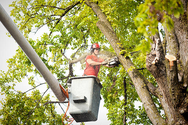 Ancient Oaks, PA Tree Care Company