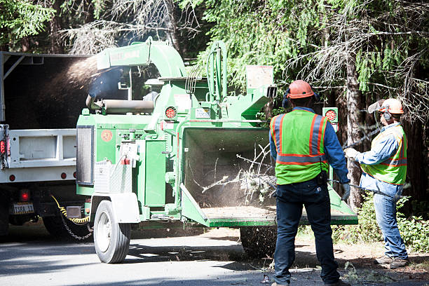 Best Tree and Shrub Care  in Ancient Oaks, PA