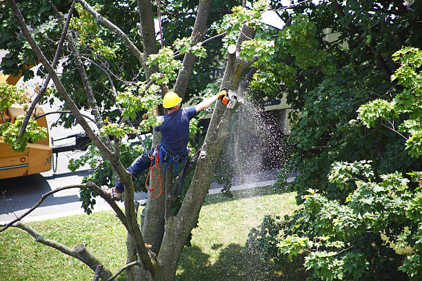 Lawn Watering Services in Ancient Oaks, PA