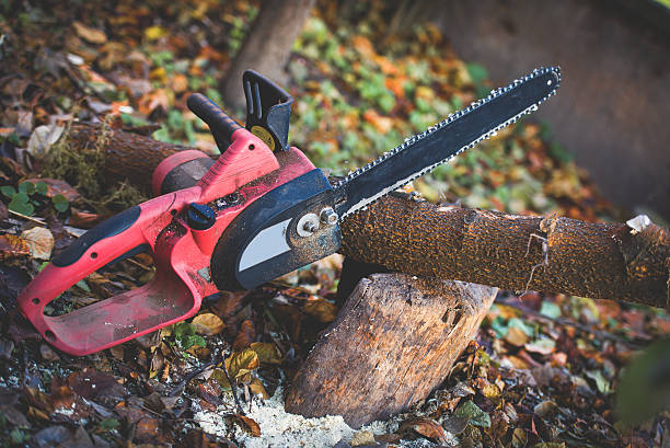 Best Root Management and Removal  in Ancient Oaks, PA